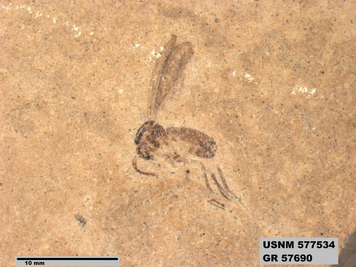 Insecta