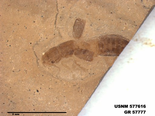 Genus sp
