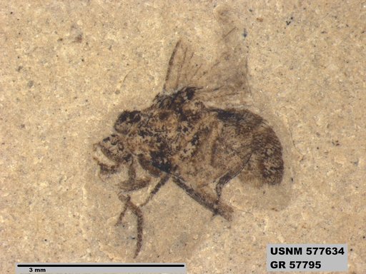 Insecta