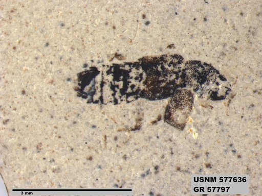 Insecta