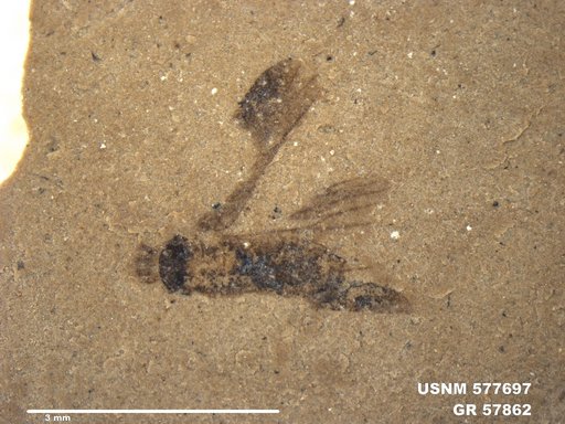 Genus sp