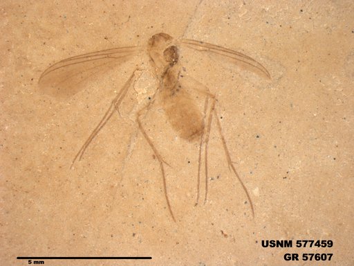 Insecta