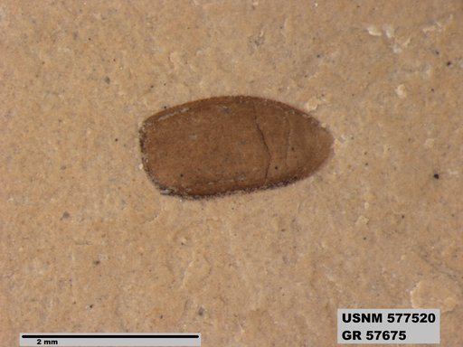 Insecta
