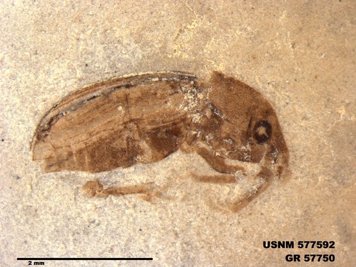 Insecta