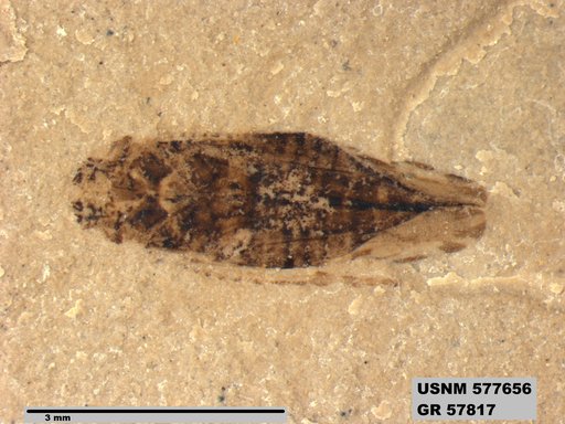Genus sp