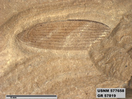 Insecta