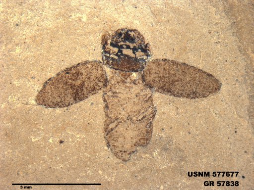 Insecta