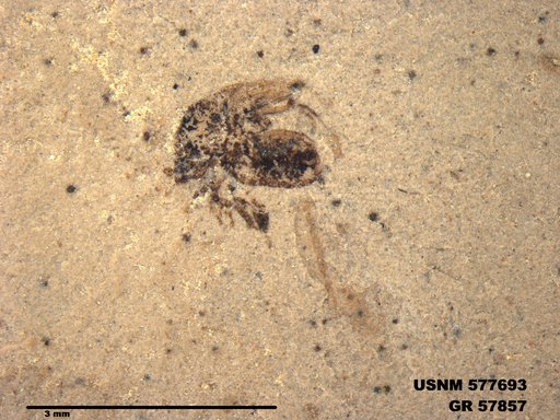 Insecta