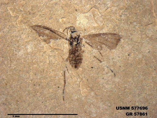 Insecta