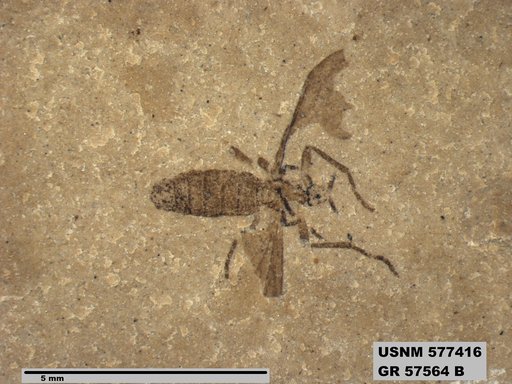 Insecta