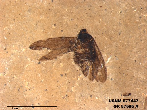 Genus sp