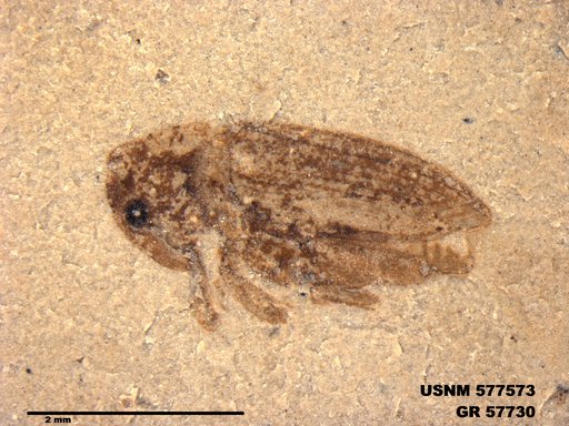 Insecta