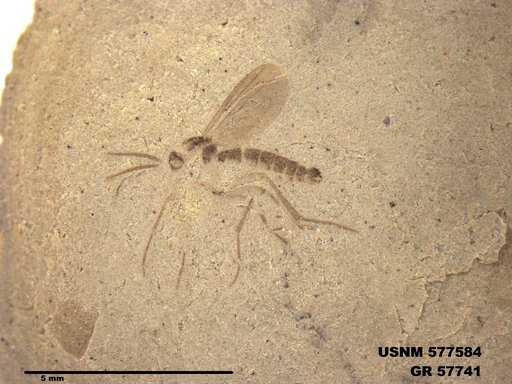 Insecta