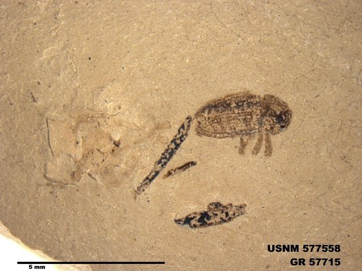Eogryllus unicolor