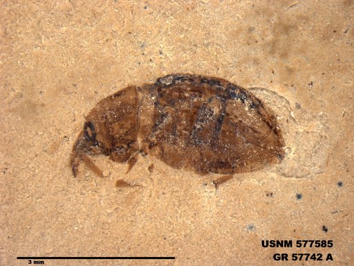 Insecta