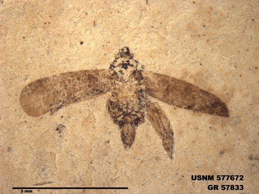 Genus sp