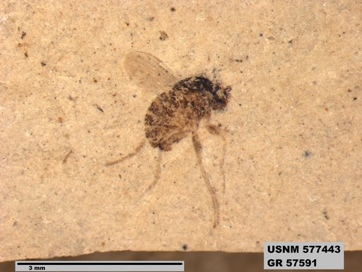 Insecta