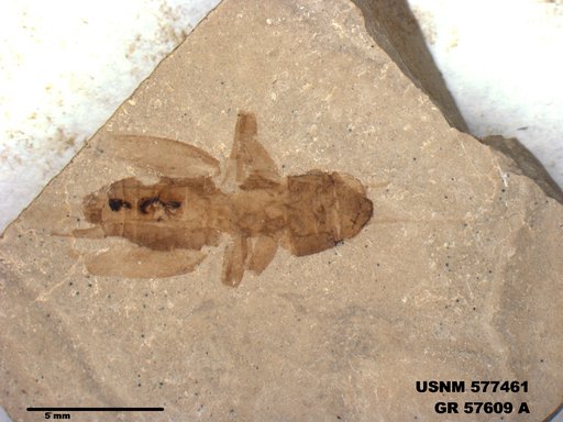 Genus sp