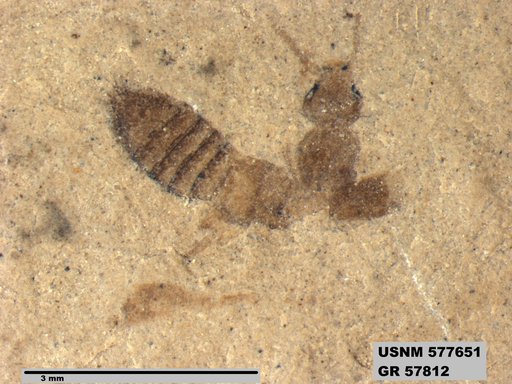 Insecta