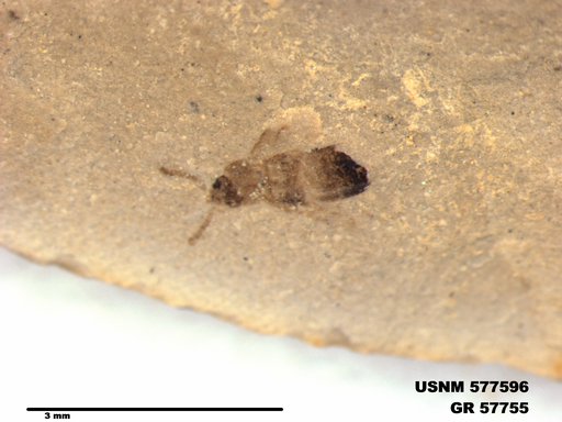 Insecta