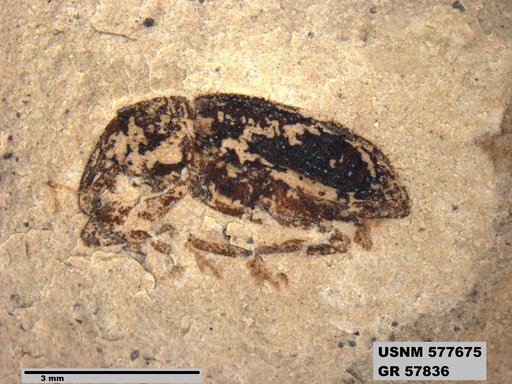 Insecta