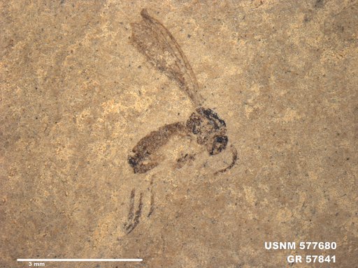 Insecta