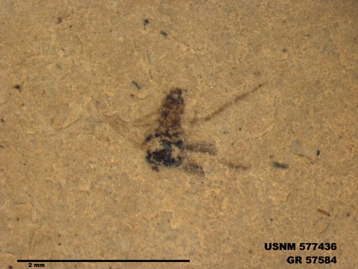 Insecta