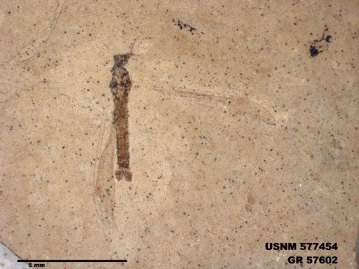 Insecta