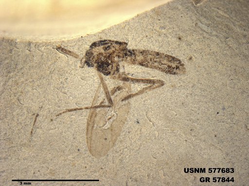 Insecta