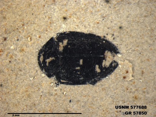 Insecta