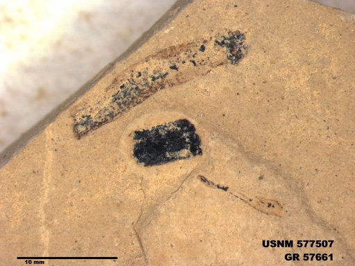 Insecta
