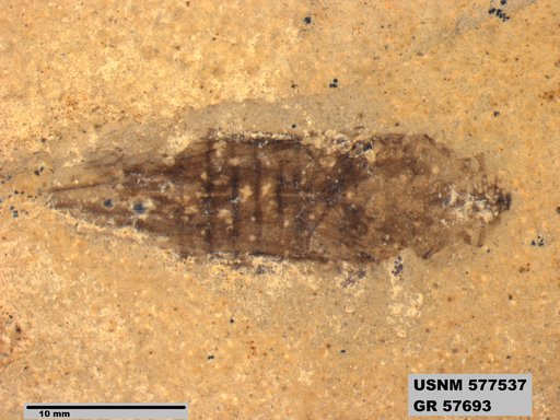 Genus sp