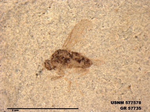 Insecta