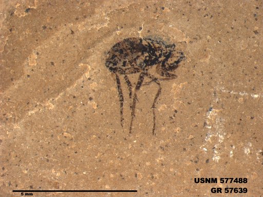 Insecta