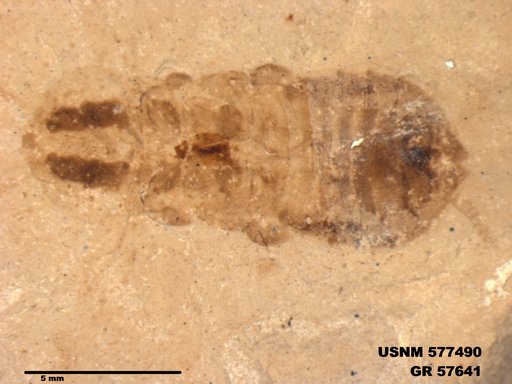Genus sp