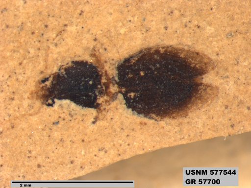 Insecta