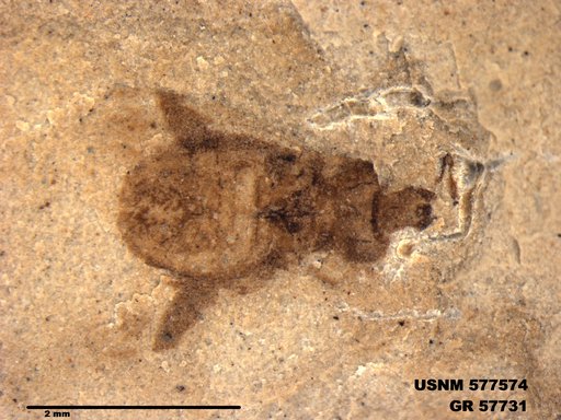 Genus sp