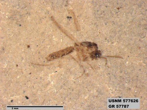 Insecta