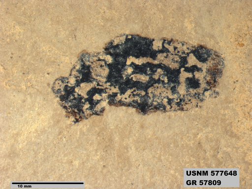 Insecta