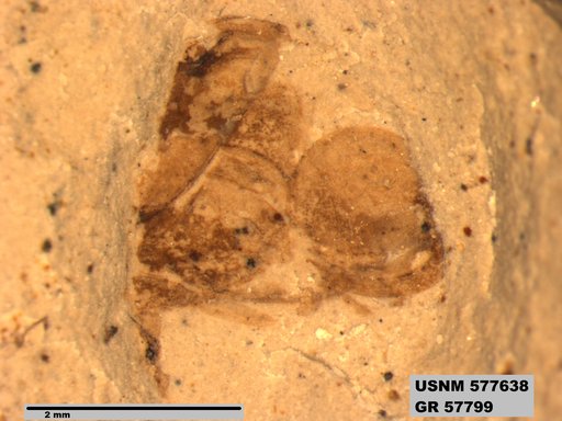 Genus sp