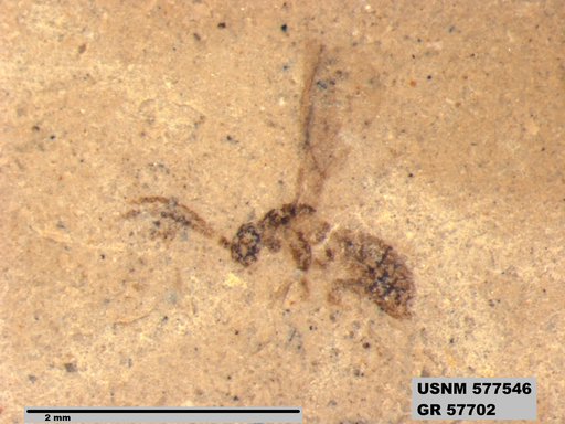 Insecta