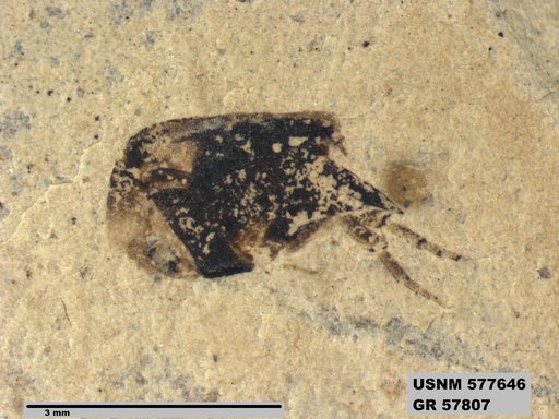 Insecta