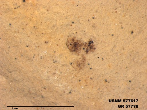 Insecta