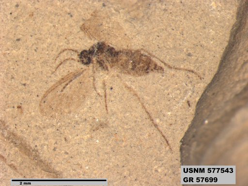 Insecta