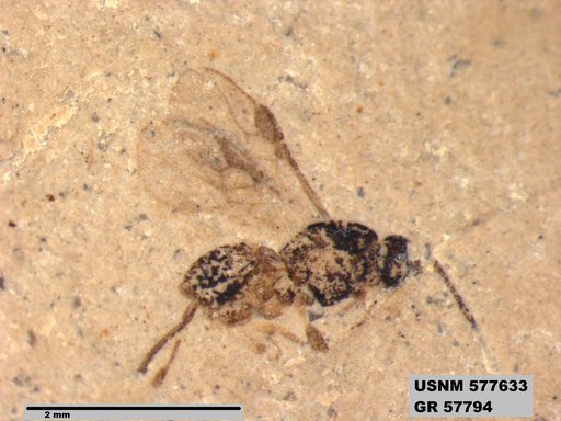 Insecta