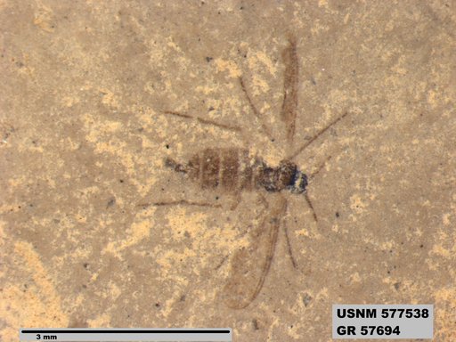 Insecta