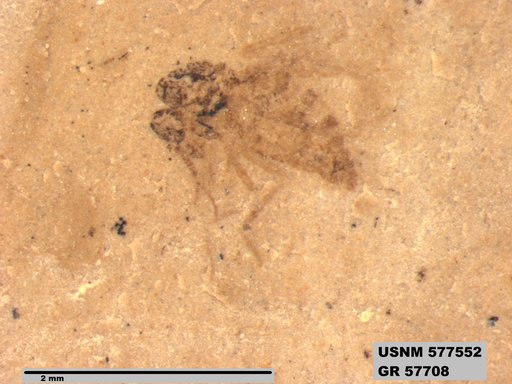 Insecta