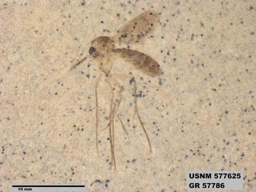 Insecta