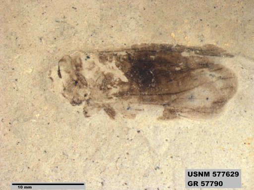 Genus sp