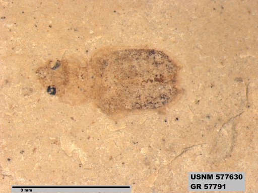 Insecta